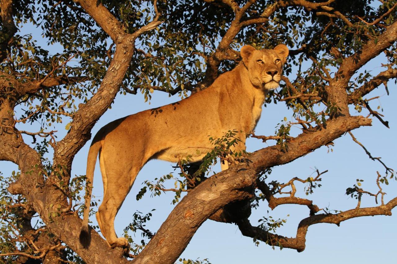 Sungulwane Private Game Lodge Hluhluwe Eksteriør bilde