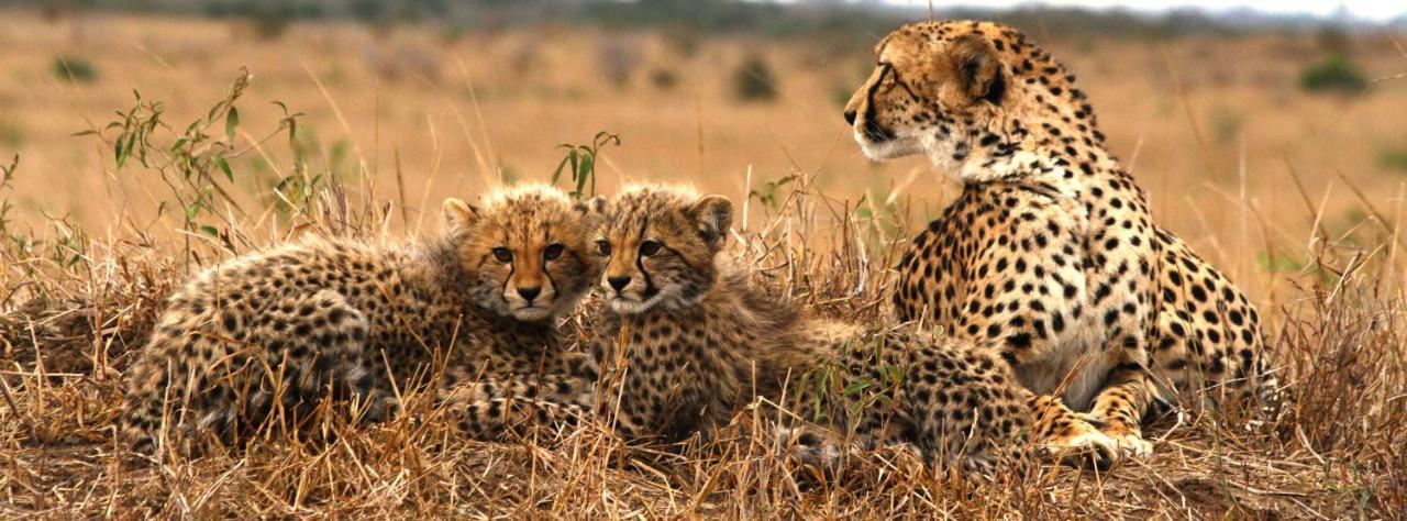 Sungulwane Private Game Lodge Hluhluwe Eksteriør bilde