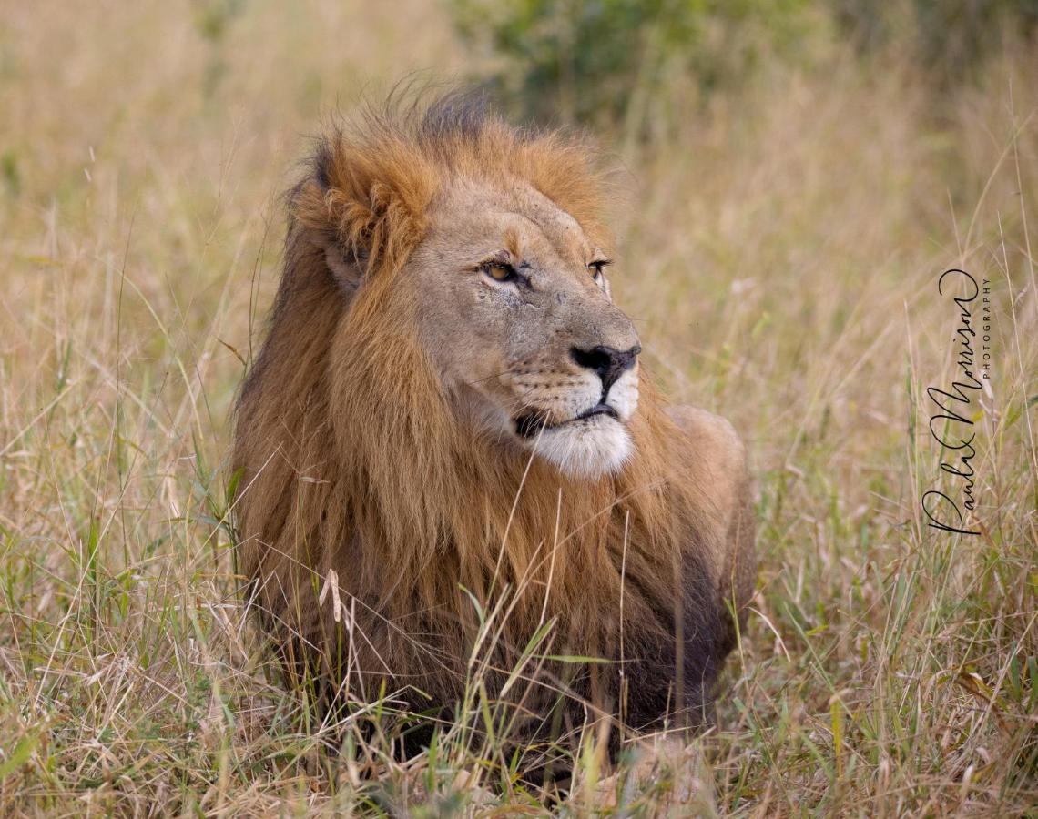 Sungulwane Private Game Lodge Hluhluwe Eksteriør bilde